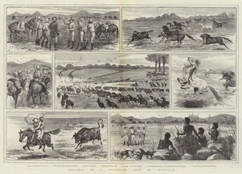 Sketches of a Stockman